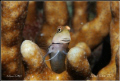 Curious Blenny.Nikon D80,60mm,f29,1/100,YS-120. 